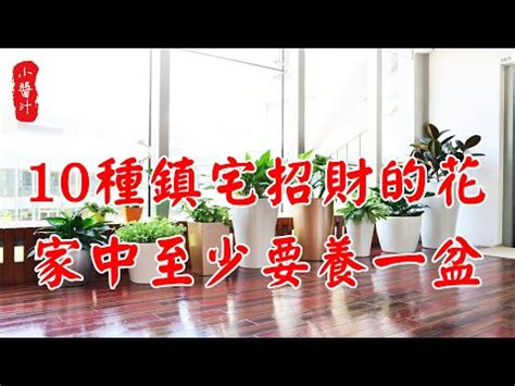 假植物 風水